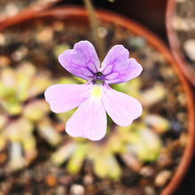 Laden Sie das Bild in den Galerie-Viewer, Pinguicula Hybride
