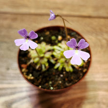 Laden Sie das Bild in den Galerie-Viewer, Pinguicula Hybride
