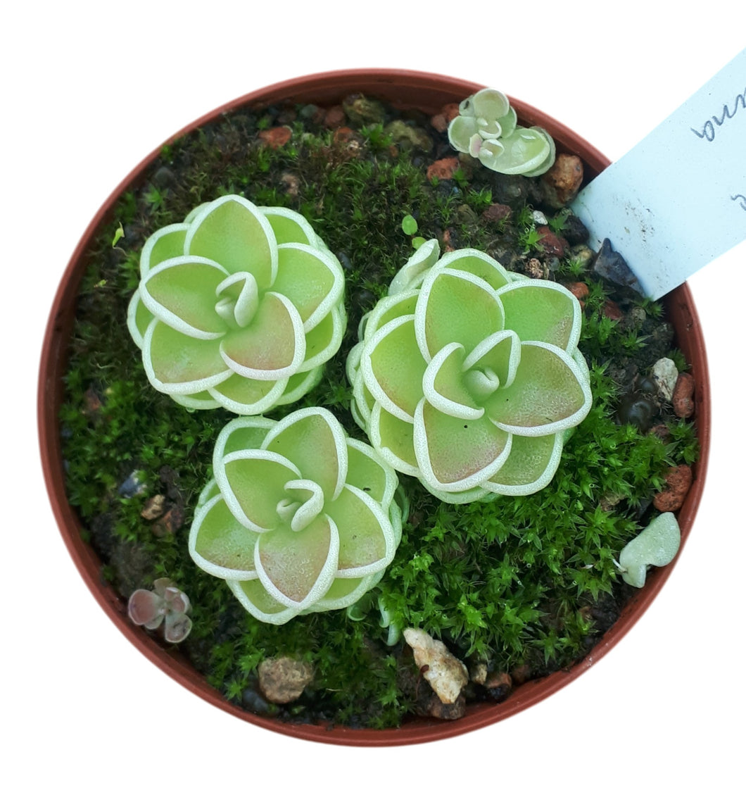 Pinguicula jaumavensis
