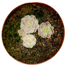 Laden Sie das Bild in den Galerie-Viewer, Pinguicula jaumavensis
