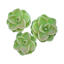 Load image into Gallery viewer, Pinguicula jaumavensis
