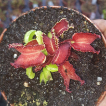Load image into Gallery viewer, Dionaea muscipula &quot;Kim Jong Il&quot;
