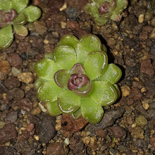 Load image into Gallery viewer, Pinguicula kondoi
