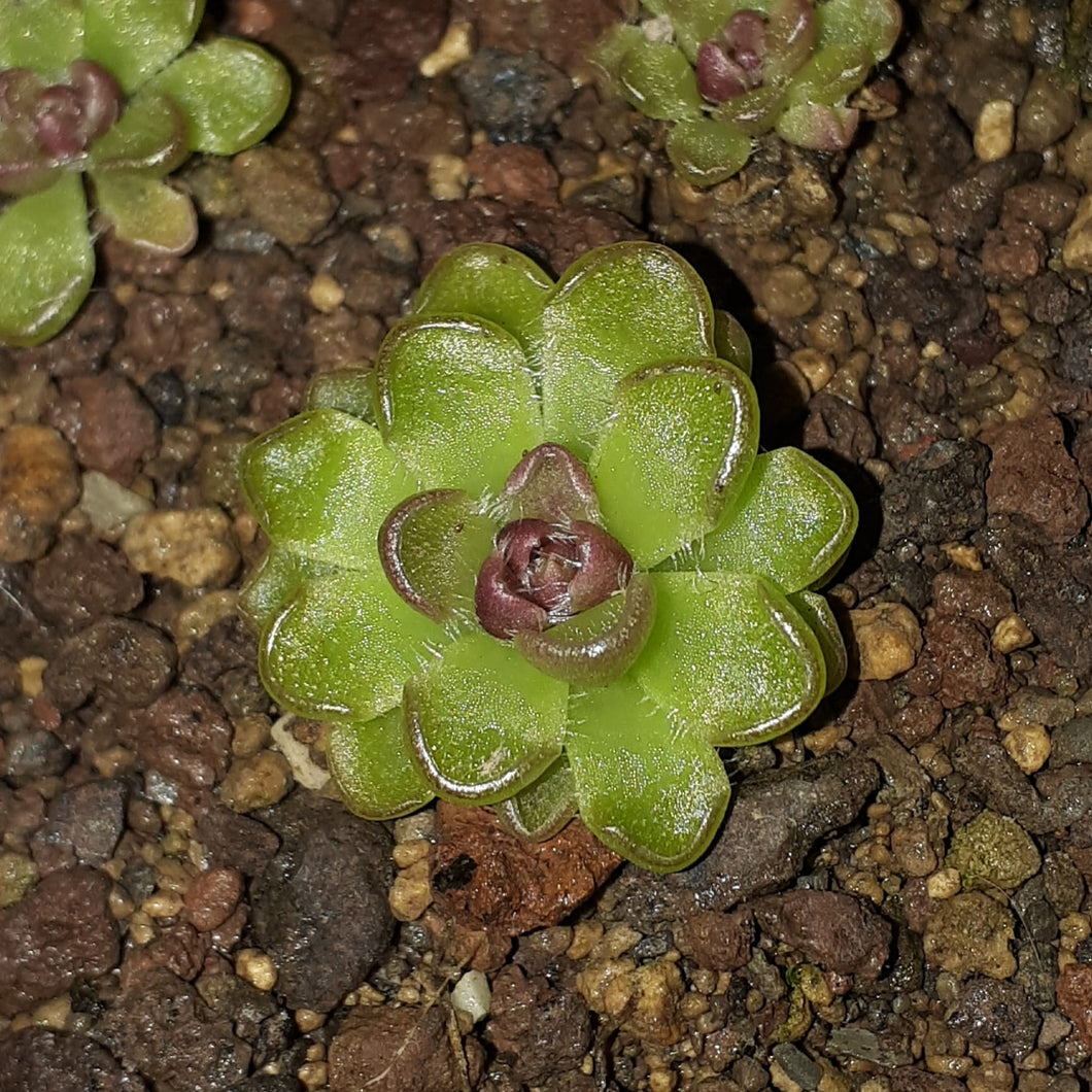 Pinguicula kondoi