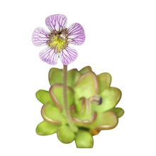 Laden Sie das Bild in den Galerie-Viewer, Pinguicula kondoi
