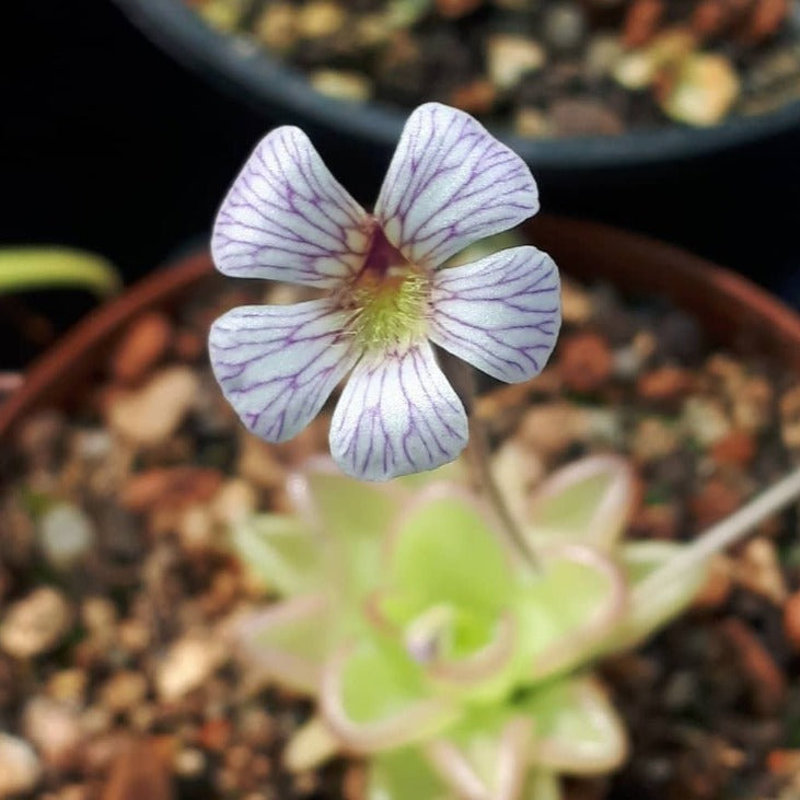 Pinguicula kondoi