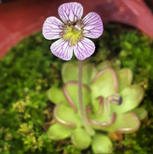 Laden Sie das Bild in den Galerie-Viewer, Pinguicula kondoi
