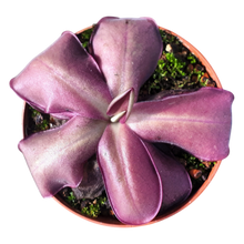 Load image into Gallery viewer, Pinguicula laueana
