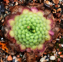 Laden Sie das Bild in den Galerie-Viewer, Pinguicula laueana "Crimson Flower"

