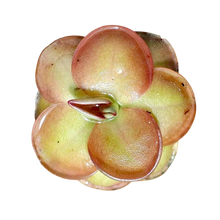 Laden Sie das Bild in den Galerie-Viewer, Pinguicula laueana x nivalis
