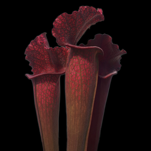 Sarracenia leucophylla Hybrid "B"
