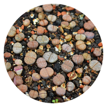 Load image into Gallery viewer, Lithops spec. - Lebende Steine
