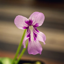 Laden Sie das Bild in den Galerie-Viewer, Pinguicula macrophylla &quot;pale flower&quot;
