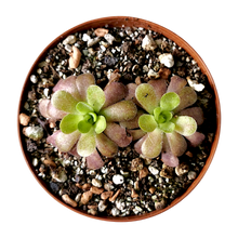 Laden Sie das Bild in den Galerie-Viewer, Pinguicula martinezii x kondoi
