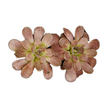 Load image into Gallery viewer, Pinguicula martinezii x kondoi
