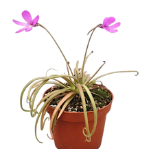 Laden Sie das Bild in den Galerie-Viewer, Pinguicula medusina x moctezumae
