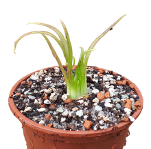 Laden Sie das Bild in den Galerie-Viewer, Pinguicula medusina x moctezumae
