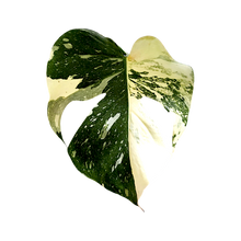 Load image into Gallery viewer, Monstera variegata
