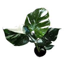 Load image into Gallery viewer, Monstera variegata
