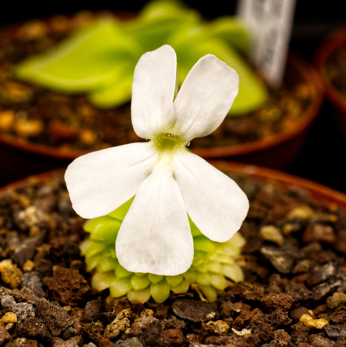 moranensis alba