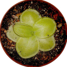 Load image into Gallery viewer, Pinguicula moranensis &quot;St. Catarina&quot;
