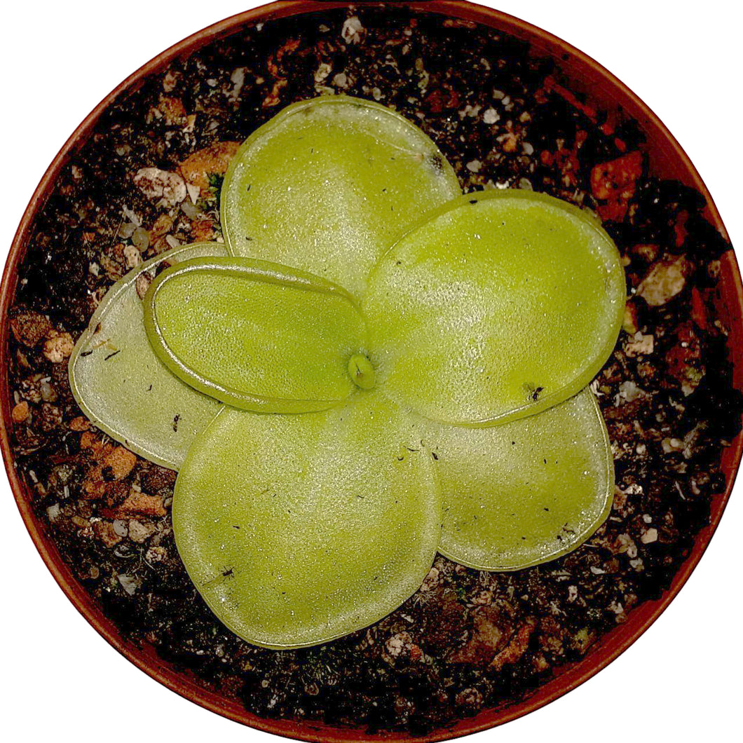 Pinguicula moranensis 
