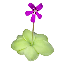 Laden Sie das Bild in den Galerie-Viewer, Pinguicula moranensis "St. Catarina"
