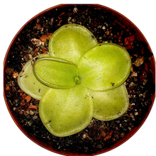Laden Sie das Bild in den Galerie-Viewer, Pinguicula moranensis "St. Catarina"
