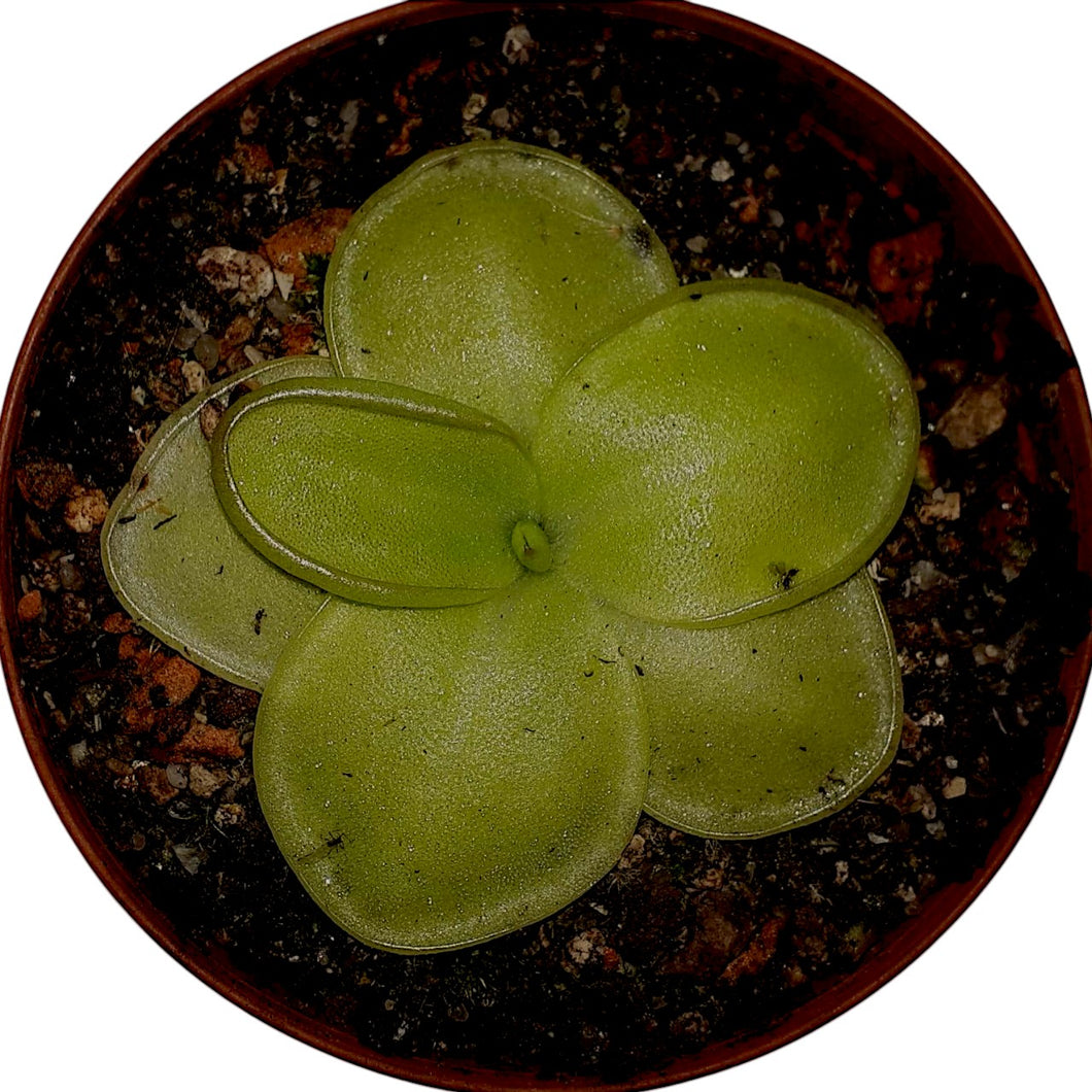 Pinguicula moranensis 