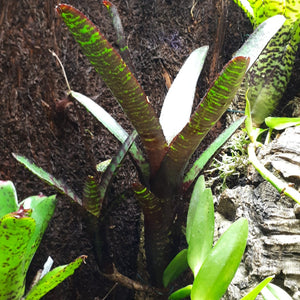 Neoregelia ampullacea "rubra"