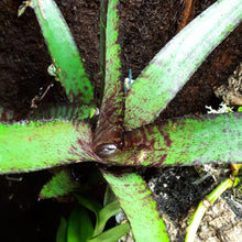 Load image into Gallery viewer, Neoregelia ampullacea &quot;rubra&quot;
