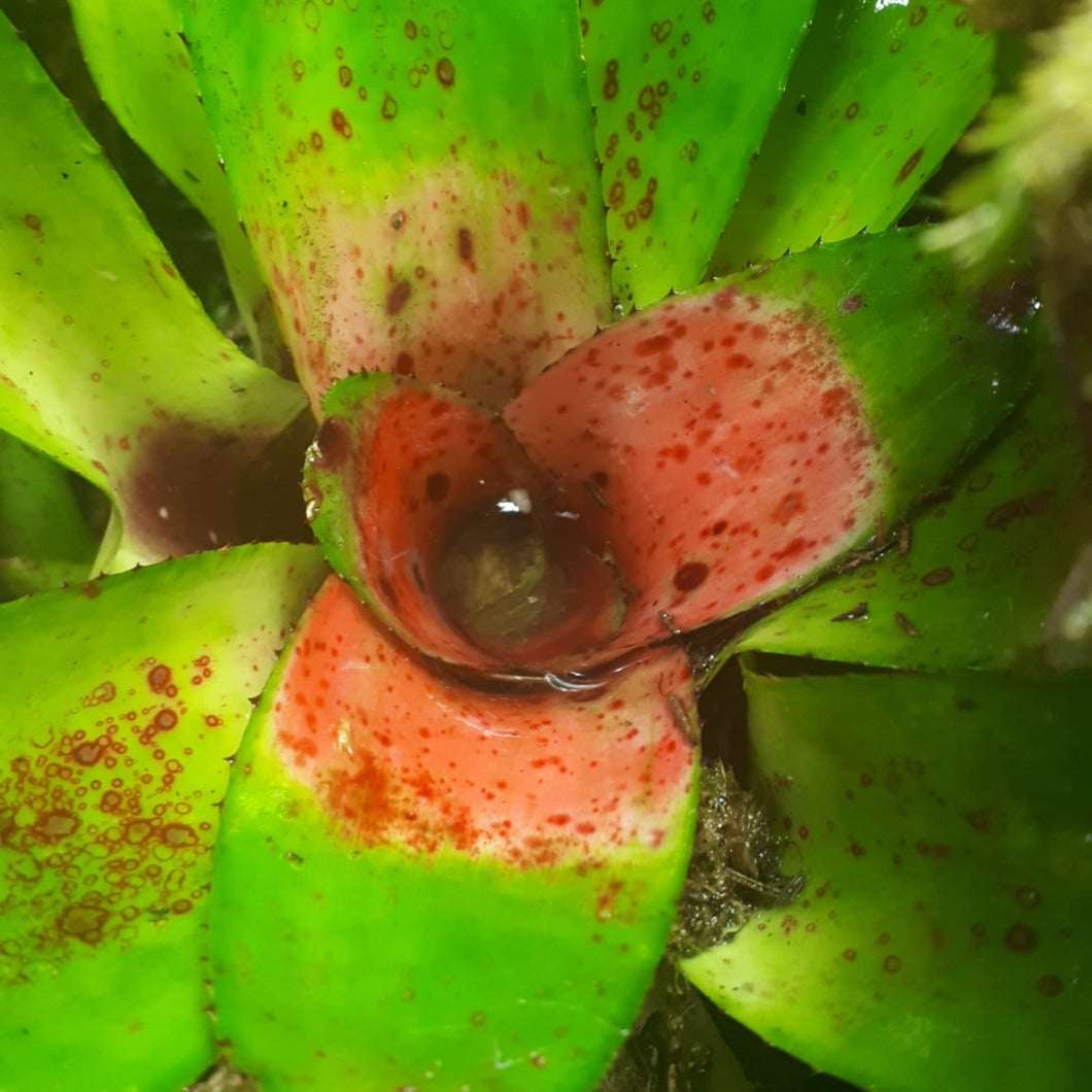 Neoregelia carolinae