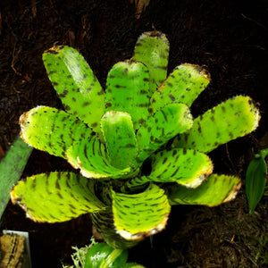 Neoregelia "Eteria"