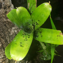 Laden Sie das Bild in den Galerie-Viewer, Neoregelia pauciflora
