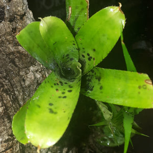 Neoregelia pauciflora