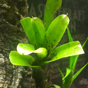 Neoregelia pauciflora