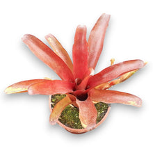 Load image into Gallery viewer, Neoregelia schultesiana &quot;Fireball&quot;
