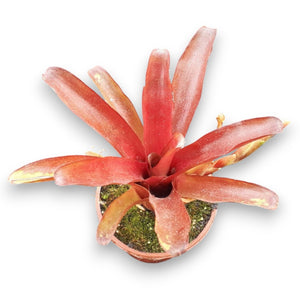 Neoregelia schultesiana "Fireball"