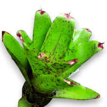 Load image into Gallery viewer, Neoregelia &quot;Red Lips&quot;
