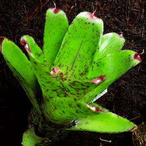 Neoregelia "Red Lips"