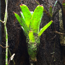 Load image into Gallery viewer, Neoregelia &quot;Red Lips&quot;
