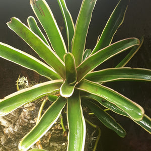 Neoregelia schultesiana "variegata"