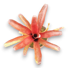 Load image into Gallery viewer, Neoregelia schultesiana &quot;Fireball&quot;
