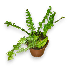 Load image into Gallery viewer, nephrolepis
