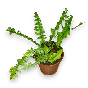 nephrolepis