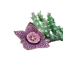 Load image into Gallery viewer, Aasblume - Orbea variegata
