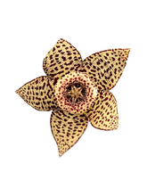 Laden Sie das Bild in den Galerie-Viewer, Aasblume - Orbea variegata syn. Stapelia variegata
