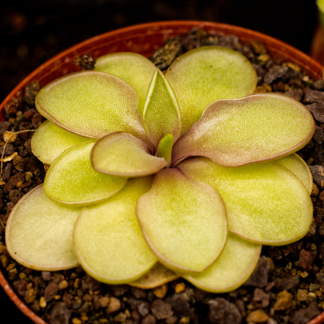 Pinguicula pilosa x emarginata