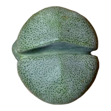 Load image into Gallery viewer, Pleiospilus nelii - Lebender Granit
