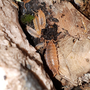 Porcellionides pruinosus - Kuban Isopods (orange)